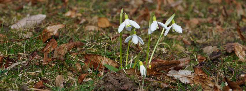 Schneeglöckchengruppe Banner FB Schneeglöckchengruppe Banner FB