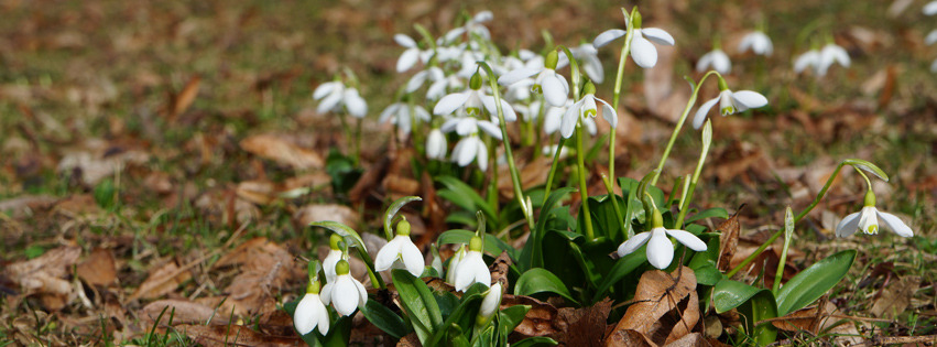 Schneeglöckchengruppe Banner FB Schneeglöckchengruppe Banner FB