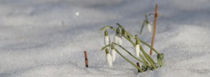 Schneeglöckchengruppe im Schnee Banner FB
