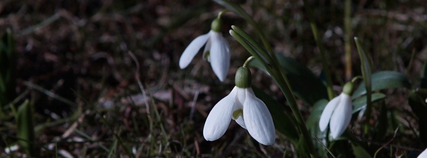 Schneeglöckchenleuten Banner FB Schneeglöckchenleuten Banner FB