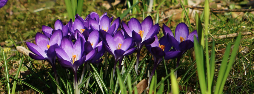 Schöne-lila-Krokusgruppe Banner FB Schöne-lila-Krokusgruppe Banner FB