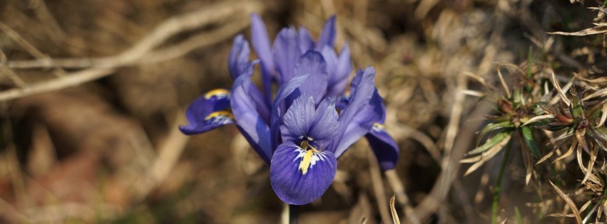 Schönheit-Zwergiris Banner FB Schönheit-Zwergiris Banner FB
