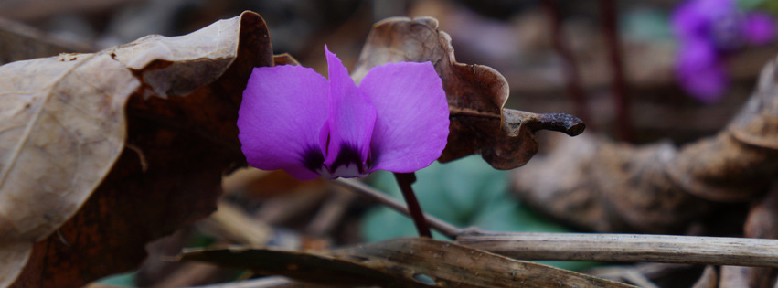 Schon Frühling-Veilchen Banner FB Schon Frühling-Veilchen Banner FB
