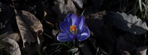 Solo Krokus im Laub Banner FB