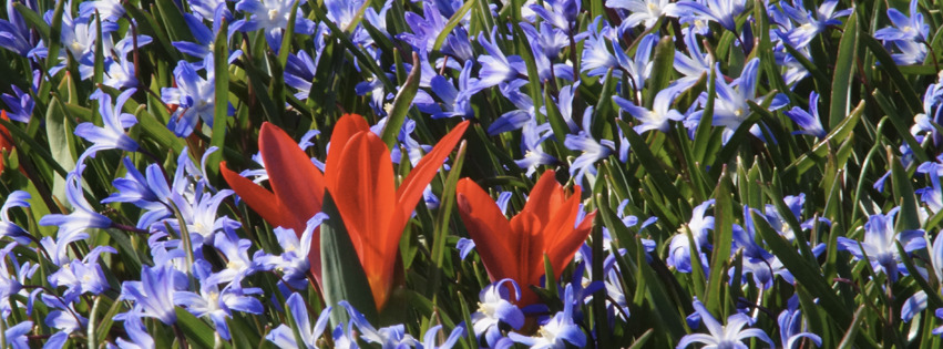 Tulpen im Blausternbeet Banner FB Tulpen im Blausternbeet Banner FB