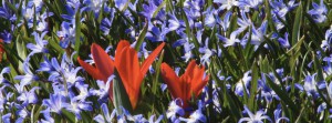Tulpen im Blausternbeet Banner FB