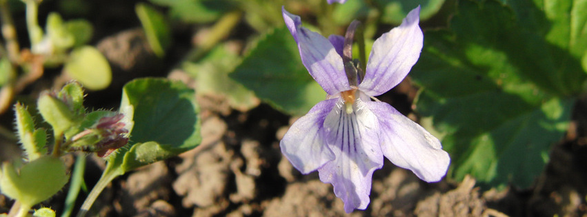 Veilchen hell Banner FB Veilchen hell Banner FB