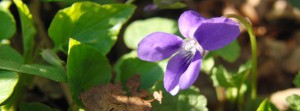 Veilchen lila Leuchten Banner FB