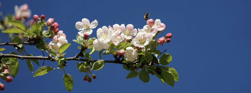 Verlockende Apfelblüten Banner FB Verlockende Apfelblüten Banner FB