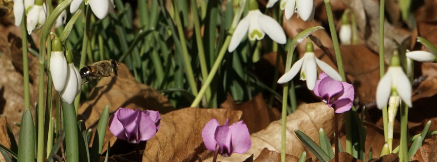 Vorfrühling-Banner FB Vorfrühling-Banner FB