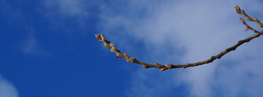 Weidenkätzchenzweig Banner FB Weidenkätzchenzweig Banner FB