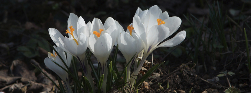 Weiße Krokusse Banner FB Weiße Krokusse Banner FB