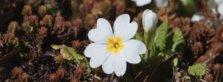 Weiße Primel Banner FB Weiße Primel Banner FB