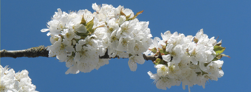 Weisser-Blütenpower Banner FB Weisser-Blütenpower Banner FB
