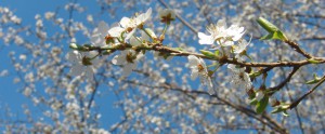 Weisser-Blütenzweig Banner FB Weisser-Blütenzweig Banner FB