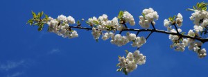 Weisser-Kirschblütenzweig Banner FB Weisser-Kirschblütenzweig Banner FB
