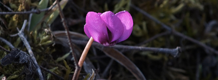 Wildes-Alpenveilchen Banner FB Wildes-Alpenveilchen Banner FB