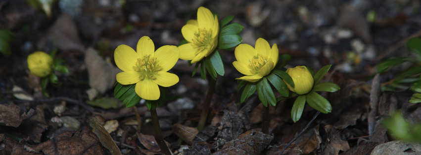 Winterlings-Gruppe Banner FB Winterlings-Gruppe Banner FB