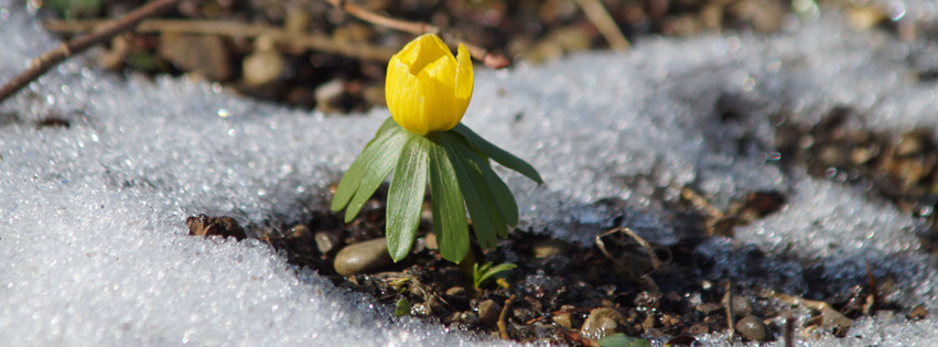 Winterlinge im Schnee 1 Banner FB Winterlinge im Schnee 1 Banner FB