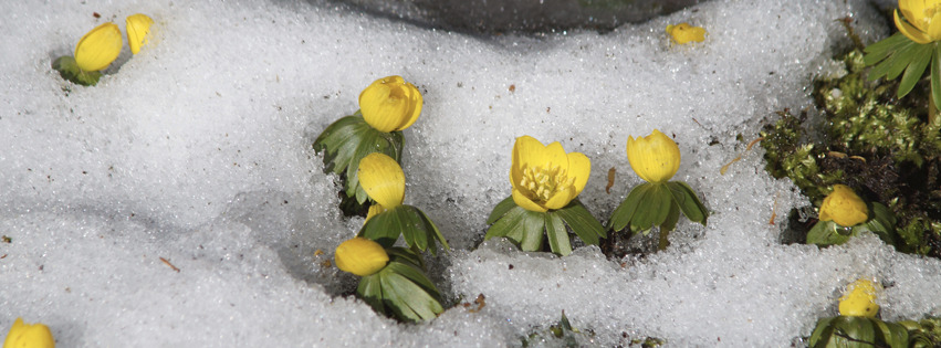 Winterlinge-im-Schnee Banner FB Winterlinge-im-Schnee Banner FB