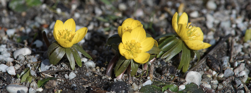 Winterlingsgruppe Banner FB Winterlingsgruppe Banner FB