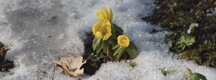 Winterlingstrio Banner FB Winterlingstrio Banner FB