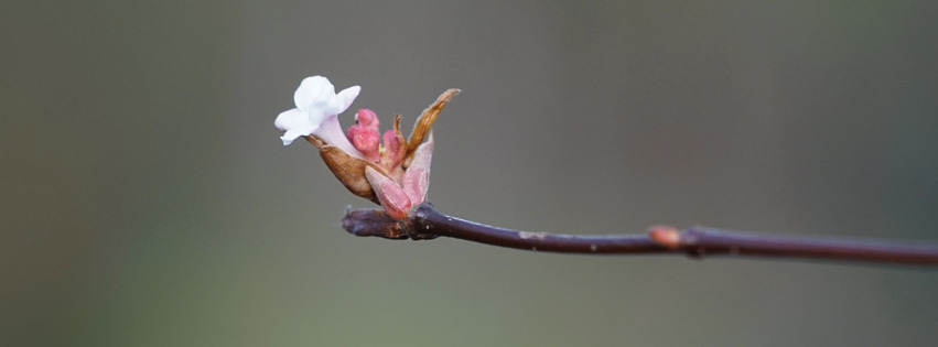 Winterschneeballzweig Banner FB Winterschneeballzweig Banner FB