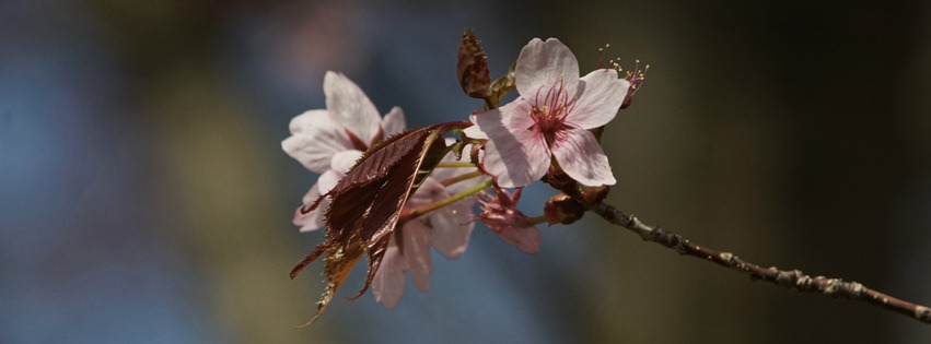 Zarte-rosa-Blüte Banner FB Zarte-rosa-Blüte Banner FB