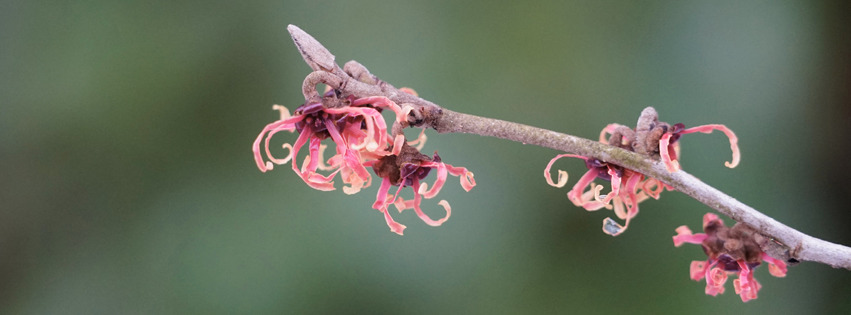Zaubernusszweig Banner FB Zaubernusszweig Banner FB