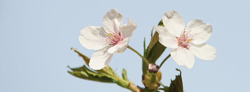 Zwei Kirschblüten Banner FB Zwei Kirschblüten Banner FB