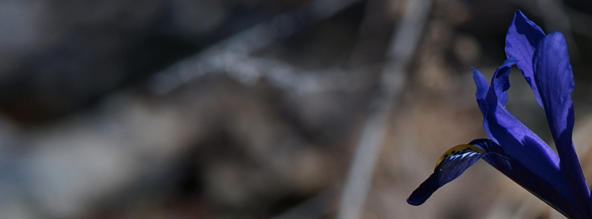 Zwergiris-Blüte Banner FB Zwergiris-Blüte Banner FB