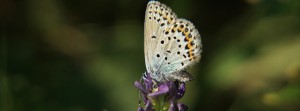 Bläuling auf Blüte FB Banner