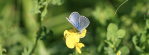 Bläuling auf gelber Blüte FB Banner