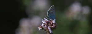 Bläuling auf rosa Blüte FB Banner