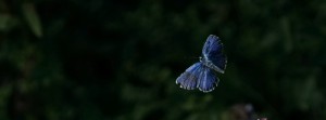 Bläuling im Flug FB Banner