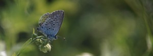 Bläuling im Sommer 2 FB Banner