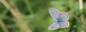 Bläuling im Sommer 1 FB Banner