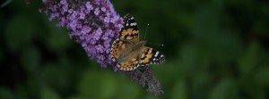 Distelfalter an Schmetterlingsflieder FB Banner