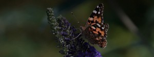 Distelfalter an Sommerflieder FB Banner