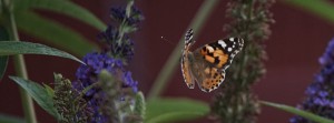 Distelfalter im Flug FB Banner