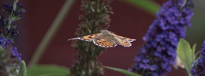 Distelfalter im Flug FB Banner