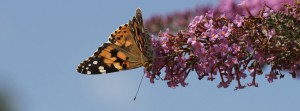 Distelfalter Kopfüber FB Banner