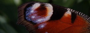 Flügel-Tagpfauenauge FB Banner