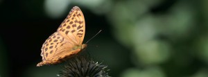 Kaisermantel auf Blüte FB Banner