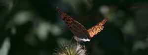 Kaisermantel auf Blüte FB Banner