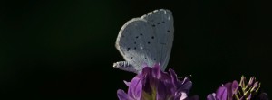 Kleiner Bläuling FB Banner