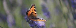 Lavendel mit Schmetterling FB Banner