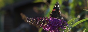 Schmetterling auf Sommerflieder FB Banner