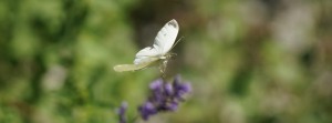  Schmetterling im Sommerflug FB Banner