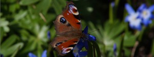 Tagpfauenauge an Sternhyazinde FB Banner